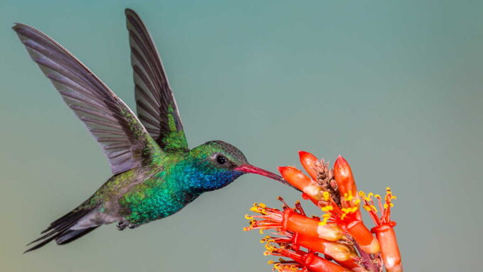 Colibri.jpg